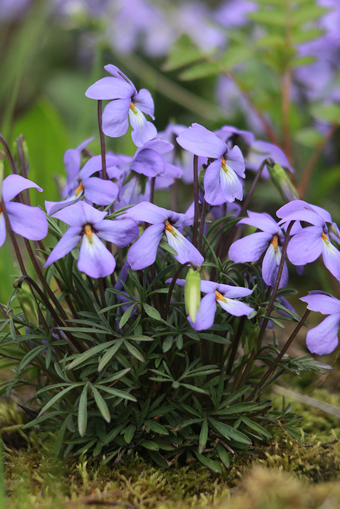 Bird's Foot Violet (Viola pedata)