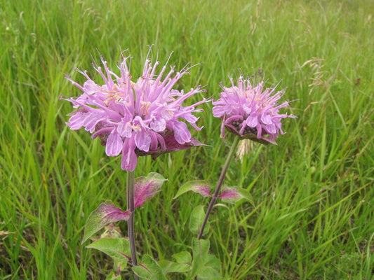 Wild Bergamot (Monarda fistulosa)