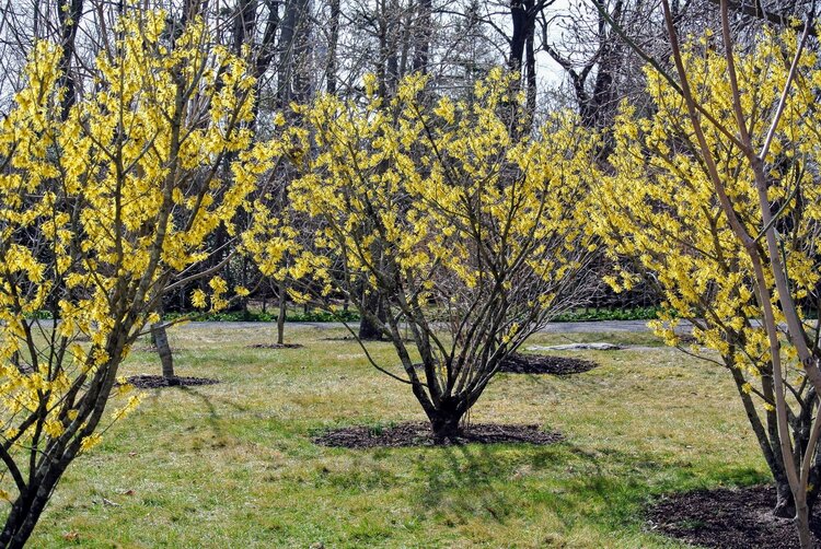 Common Witch-hazel (Hamamelis virginiana)